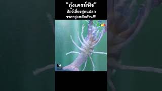 "กุ้งเครย์ฟิช" ค่าตัวหลักล้าน #shorts