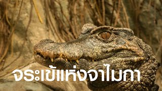 สารคดี สำรวจโลก ตอน จระเข้แห่งจาไมกา