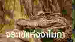 สารคดี สำรวจโลก ตอน จระเข้แห่งจาไมกา