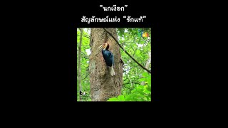 “นกเงือก” สัญลักษณ์แห่ง “รักแท้” #Shorts