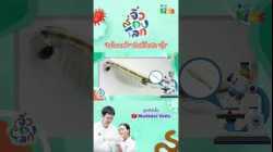 “ไรน้ำนางฟ้า” เป็นพี่น้องกับ “กุ้ง” จริงไหม