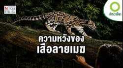 เบื้องหลังภารกิจช่วยชีวิตแมวป่าหายากที่สุด | สารคดี สำรวจโลก ตอน ทายาทเสือลายเมฆ