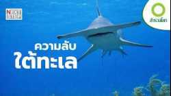 จากคมเขี้ยวฉลามสู่สัตว์ลึกลับดึกดำบรรพ์ | สารคดี สำรวจโลก