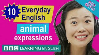 English vocabulary mega-class! Learn 10 everyday English 'animal' expressions in 23 minutes!