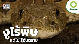 งูยักษ์ไม่มีพิษ แต่มีแรงรัดที่มหาศาล | สารคดี สำรวจโลก