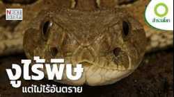งูยักษ์ไม่มีพิษ แต่มีแรงรัดที่มหาศาล | สารคดี สำรวจโลก