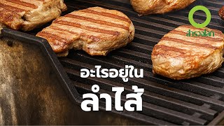 สารคดี สำรวจโลก อะไรอยู่ในลำไส้
