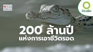 จากยุคไดโนเสาร์ถึงวันนี้ จระเข้ ผู้รอดจากทุกยุคสมัย | สารคดี สำรวจโลก