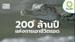 จากยุคไดโนเสาร์ถึงวันนี้ จระเข้ ผู้รอดจากทุกยุคสมัย | สารคดี สำรวจโลก