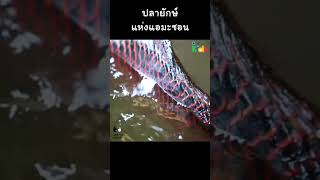 ยิ่งใหญ่! อลังการ! "ปลายักษ์" แห่งแอมะซอน #Shorts