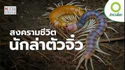 สัตว์ตัวจิ๋วสู้เพื่อชีวิต…ด้วยอาวุธอะไร? | สารคดี สำรวจโลก