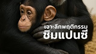 สารคดีสำรวจโลก ตอน เจาะลึกพฤติกรรมชิมแปนซี