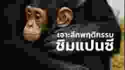 สารคดีสำรวจโลก ตอน เจาะลึกพฤติกรรมชิมแปนซี