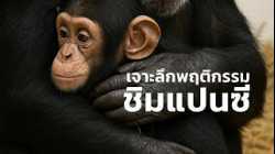 สารคดีสำรวจโลก ตอน เจาะลึกพฤติกรรมชิมแปนซี