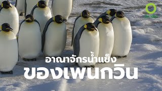 สารคดี สำรวจโลก ตอน อาณาจักรน้ำแข็งของเพนกวิน