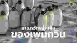 สารคดี สำรวจโลก ตอน อาณาจักรน้ำแข็งของเพนกวิน