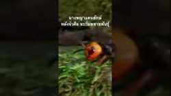 ดูสารคดีเต็มกด Created from @nextstepwave # #สำรวจโลก #doxzilla #สารคดี #สารคดีสัตว์โลก