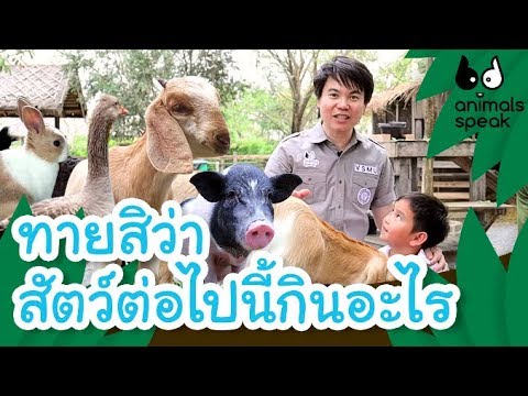 ทายสิว่าสัตว์ต่อไปนี้กินอะไร | Animals Speak [by Mahidol Kids]