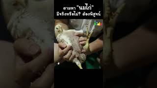 ดูชัด ๆ นมไก่มีจริงหรือ? #Shorts