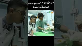 ตรวจสุขภาพกระต่าย ต้องทำอะไรบ้าง? #Shorts