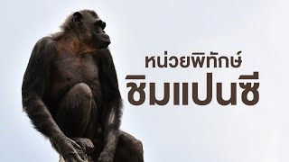 สารคดี สำรวจโลก ตอน หน่วยพิทักษ์ชิมแปนซี