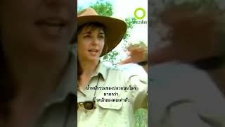 #สารคดี #สำรวจโลก #สารคดีสัตว์ #สารคดีปลวก #doxzilla