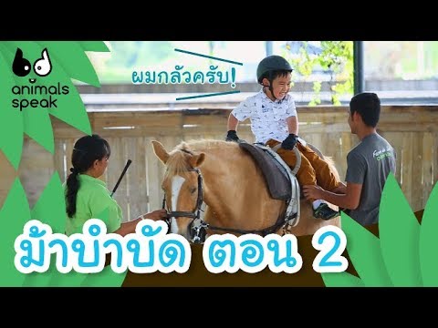 ม้าบำบัด ตอน 2 | Animals Speak [by Mahidol Kids]