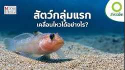 500 ล้านปีก่อน สัตว์กลุ่มแรกเริ่มเคลื่อนไหวได้อย่างไร? | สารคดี สำรวจโลก ตอน จุดกำเนิดการเคลื่อนไหว