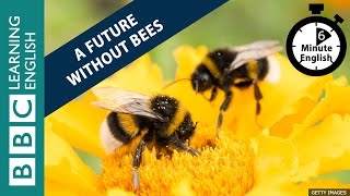 Is there a future without bees? - Listen to 6 Minute English