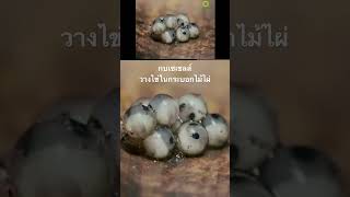 #สารคดี #สำรวจโลก #สารคดีสัตว์ #สารคดีสัตว์โลก #กบ #สารคดีสัตว์ป่า #doxzilla
