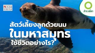 ชะตากรรมสัตว์เลี้ยงลูกด้วยนมในทะลที่ใกล้หายสาบสูญ  | สารคดี สำรวจโลก