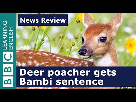 Deer poacher gets Bambi sentence: BBC News Review