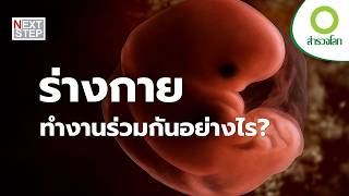 ระบบต่าง ๆ ในร่างกายเชื่อมกันได้อย่างไร? | สารคดี สำรวจโลก