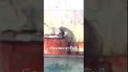 ดูสารคดีเต็มกด Created from @nextstepwave #สำรวจโลก #doxzilla #สารคดี #ดาร์วินชี