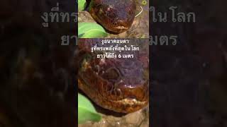 #สารคดี #doxzilla #สำรวจโลก #งูอนาคอนดา #animals #snake #สารคดีสัตว์ #สารคดีสัตว์โลก