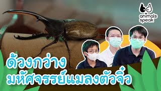 ด้วงกว่าง มหัศจรรย์แมลงตัวจิ๋ว | Animals Speak