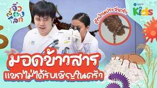 ? ส่องดู "มอดข้าวสาร" แขกไม่ได้รับเชิญในครัว ?? | จิ๋วส่องโลก
