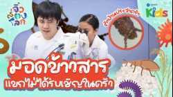 ? ส่องดู "มอดข้าวสาร" แขกไม่ได้รับเชิญในครัว ?? | จิ๋วส่องโลก