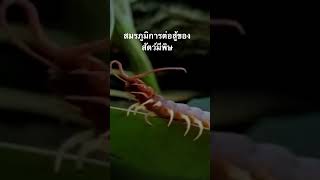 #สำรวจโลก #doxzilla #สารคดี #สารคดีสัตว์ #สัตว์มีพิษ