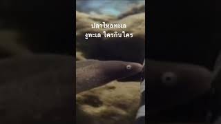 #สำรวจโลก #doxzilla #สารคดี #insects #สารคดีสัตว์โลก