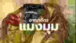 สารคดี สำรวจโลก ตอน อาณาจักรแมงมุม