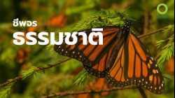 สารคดี สำรวจโลก ตอน ชีพจรธรรมชาติ