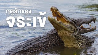 สารคดี สำรวจโลก ตอน ฤดูรักของจระเข้