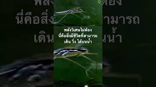 #สารคดี #สำรวจโลก #แมลง #doxzilla #animals #สารคดีสัตว์ #สารคดีสัตว์โลก #สารคดีสัตว์ป่า