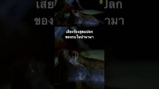 #สารคดี #สำรวจโลก #สารคดี #doxzilla #สารคดีสัตว์ #สารคดีสัตว์โลก #กบ