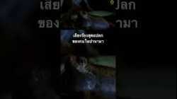 #สารคดี #สำรวจโลก #สารคดี #doxzilla #สารคดีสัตว์ #สารคดีสัตว์โลก #กบ