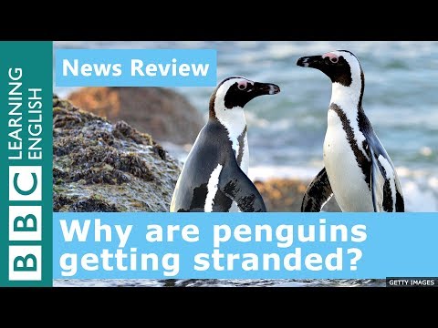 Why are female penguins getting stranded? Watch News Review