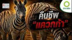 คืนชีพ “แควกก้า” ภารกิจท้าทายการสูญพันธุ์ | สารคดี สำรวจโลก ตอน ชะตากรรมของแควกก้า