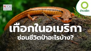 ความลับแห่งเทือกเขา ป่าอเมริกาที่เต็มไปด้วยชีวิต | สารคดี สำรวจโลก