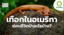 ความลับแห่งเทือกเขา ป่าอเมริกาที่เต็มไปด้วยชีวิต | สารคดี สำรวจโลก